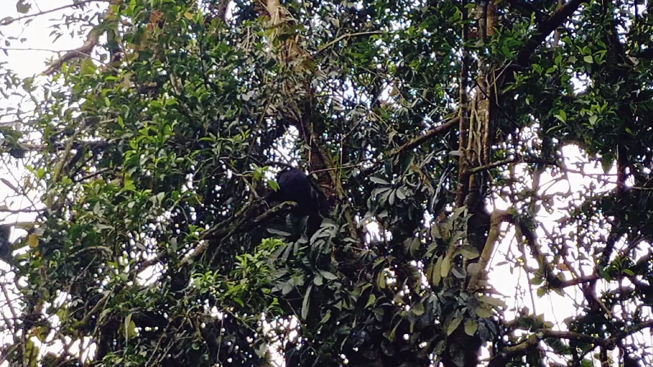 Lutung I langur I Genus Trachypithecus