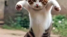 Cat Dancing