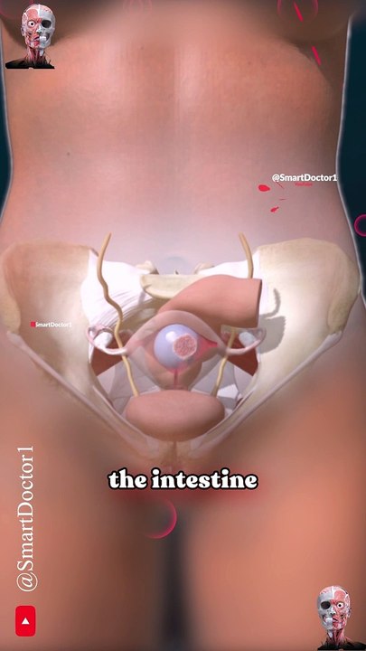 The Intestine's Journey at 8 Weeks | Physiological gut herniation  . . . . . #pregnancy #baby #pregnant #babyboy #babygirl #babylove #anatomy #heart #medicina #doctor #america #माहवारी #月経 #gravidez #fetal #love #viral #Childbirth #new_life #طفل #infant