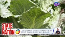 Kalidad at lasa ng Kimchi, nagbabago raw dahil sa epekto ng Climate Change sa mga Napa Cabbage | SONA