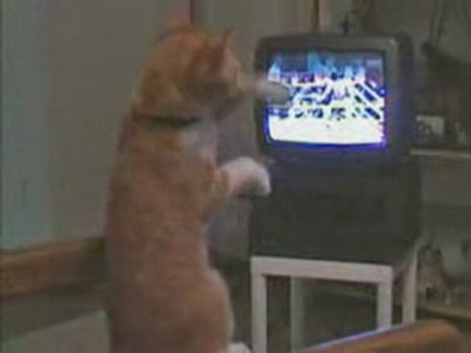 Video chat1:Chat qui aime la boxe.