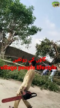 Cutting of trees || Be careful while cutting the big trees