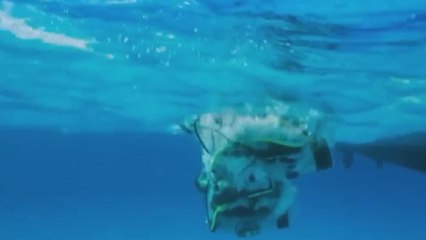 Un buzo y un tiburón se encuentran cada año en el mismo lugar