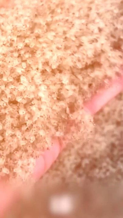 Abonne-toi pour suivre d’autres solutions positives !     @theimpactstory   Source :  wildheart_500 #agriculture #crabe #pesticide #nature #biodiversité #environnement