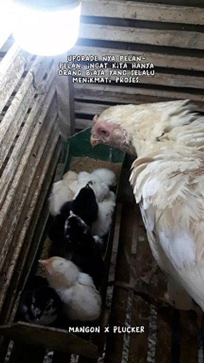 Anak ayam
