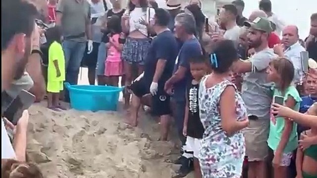 Strongoli, torma in mare la tartaruga soccorsa e salvata a giugno