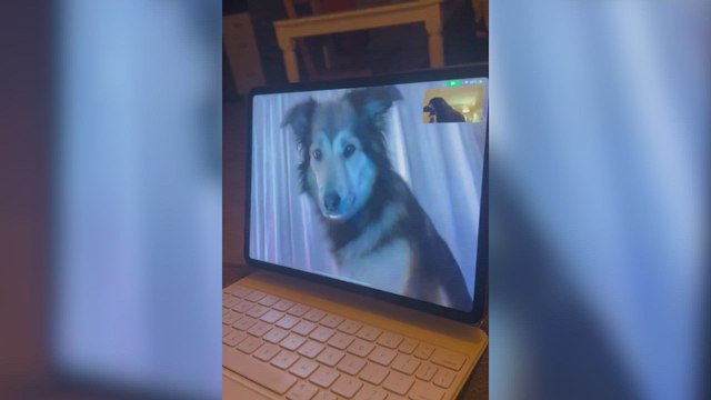El reencuentro de dos perros por videollamada que impacta: sus reacciones son increíbles