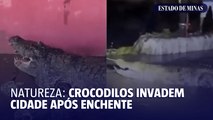 Natureza: crocodilos invadem cidade após enchente