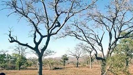 The agility and precise hunting skills of the 'working leopard' are now breathtaking