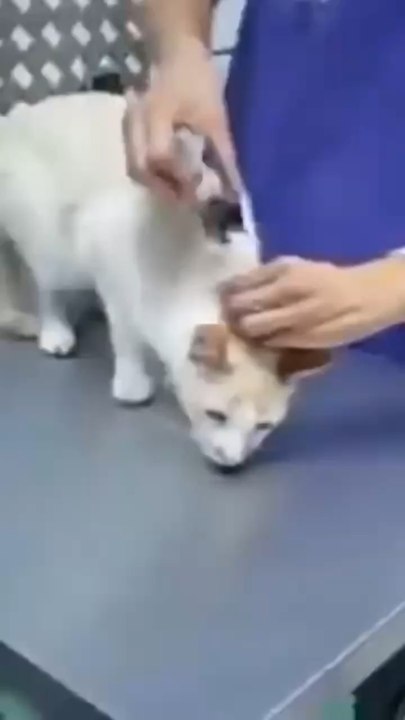 Pourquoi Les chats deviennt calme apres ca