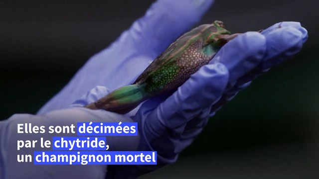 Australie: des saunas pour sauver des grenouilles d'un champignon mortel