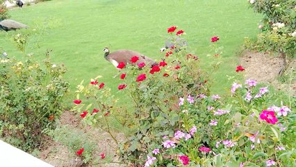 Peacocks group walking green plot here and there