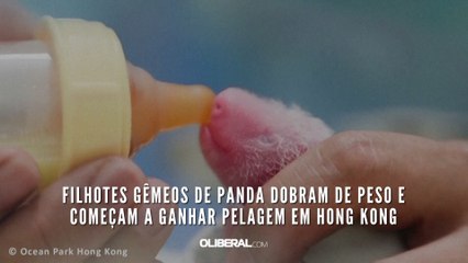Filhotes gêmeos de panda dobram de peso e começam a ganhar pelagem em Hong Kong