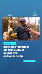 Incendios forestales afectan cultivos de papaya en Concepción