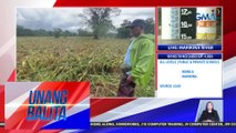 Ilang taniman ng mais, nasira ng Bagyong Enteng | Unang Balita