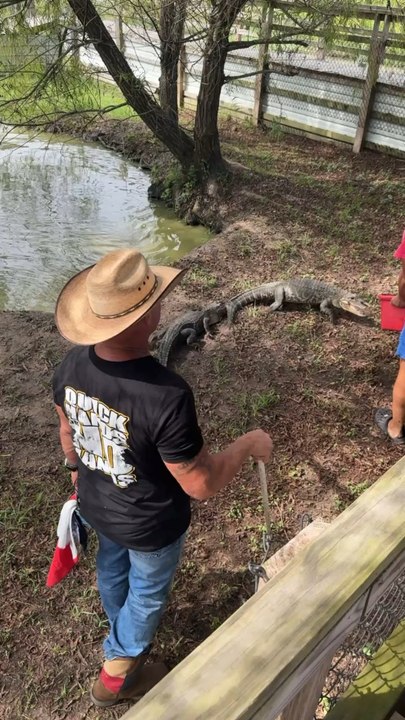 Gator Country Beaumont, Texas injured alligator feeding.
