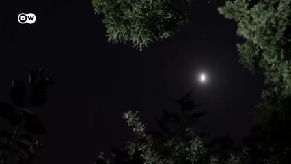 Impopular y desconocida: la rata de ciudad | DW Documental