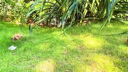 Monkey baby harvesting fruit in the garden