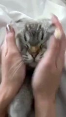 cats are afraid of hearing explosions