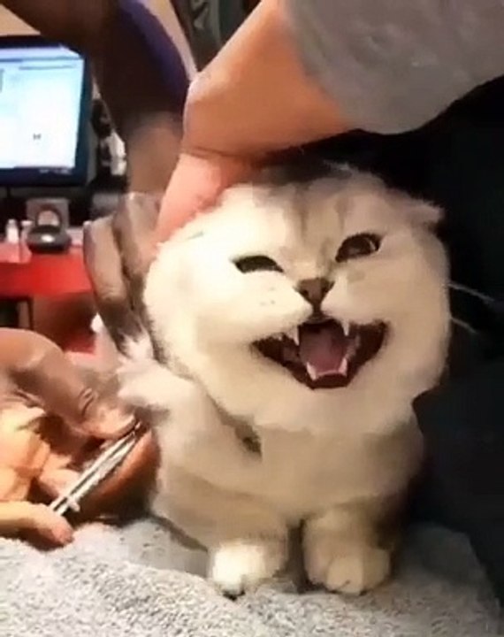 injecting a cat