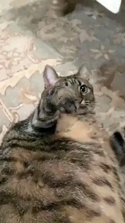 playing with the cat