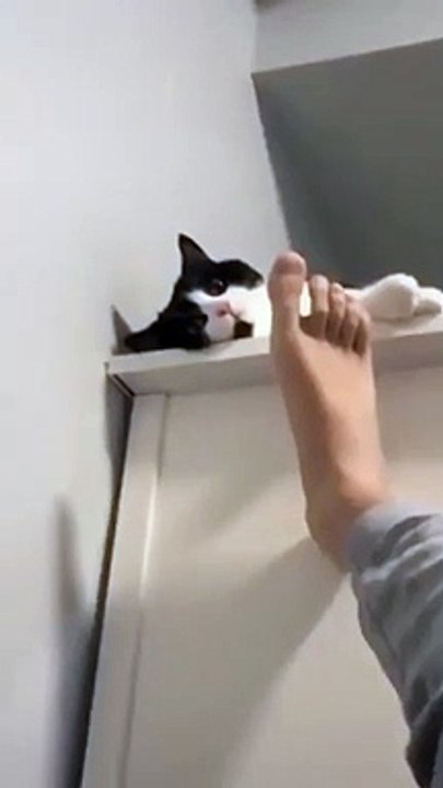 want to kick the cat