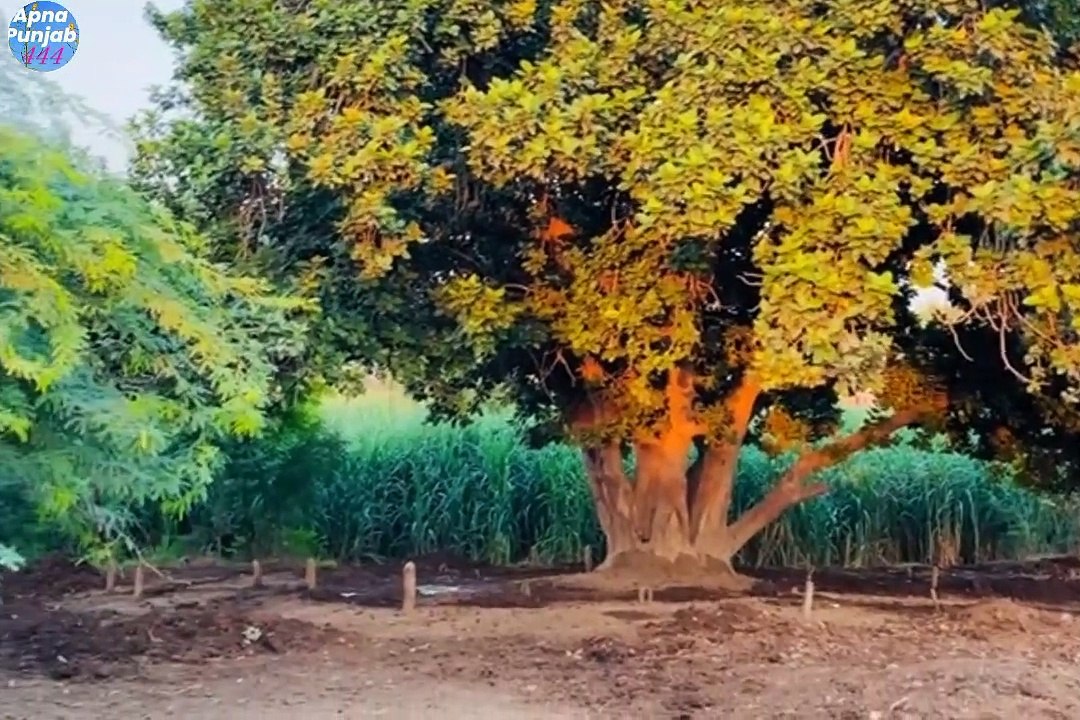 Pindan walley loge | old is Gold | purani yadain very beautiful culture of Punjab village apna Sanjah punjab