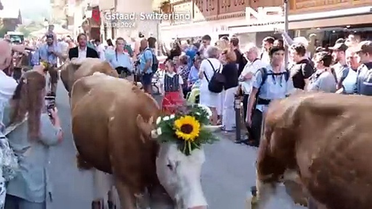 سنتی ۸۰۰ ساله در سوئیس؛ جشنواره‌ای برای گاوها در دامنه آلپ
