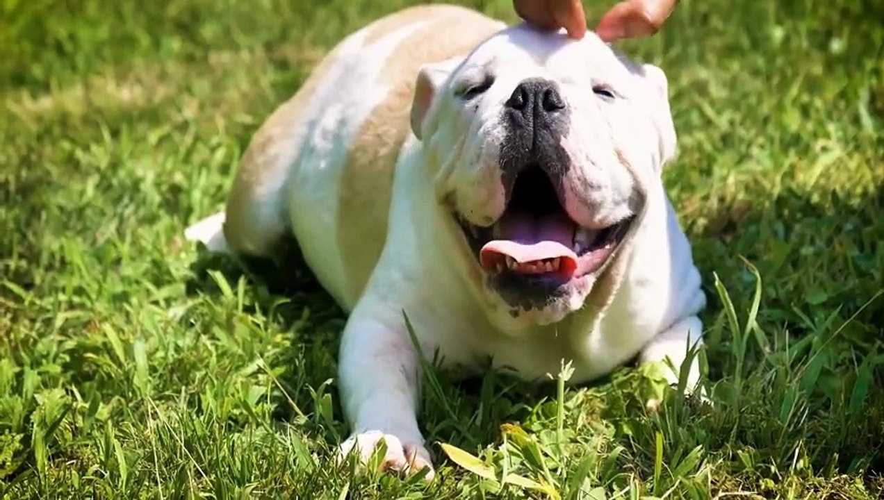Top 6 Laziest Dog Breeds