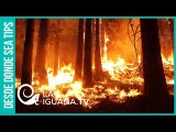 Ya sabemos cuál fue la verdadera causa de los masivos incendios de la selva amazónica brasileña