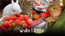 คลิปกระต่ายกินผลไม้ เห็นแล้วใจฟู น่าร้ากกกน่าทะนุถนอม