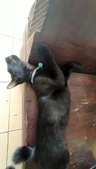 Cute I Mini Jaguar I Cats