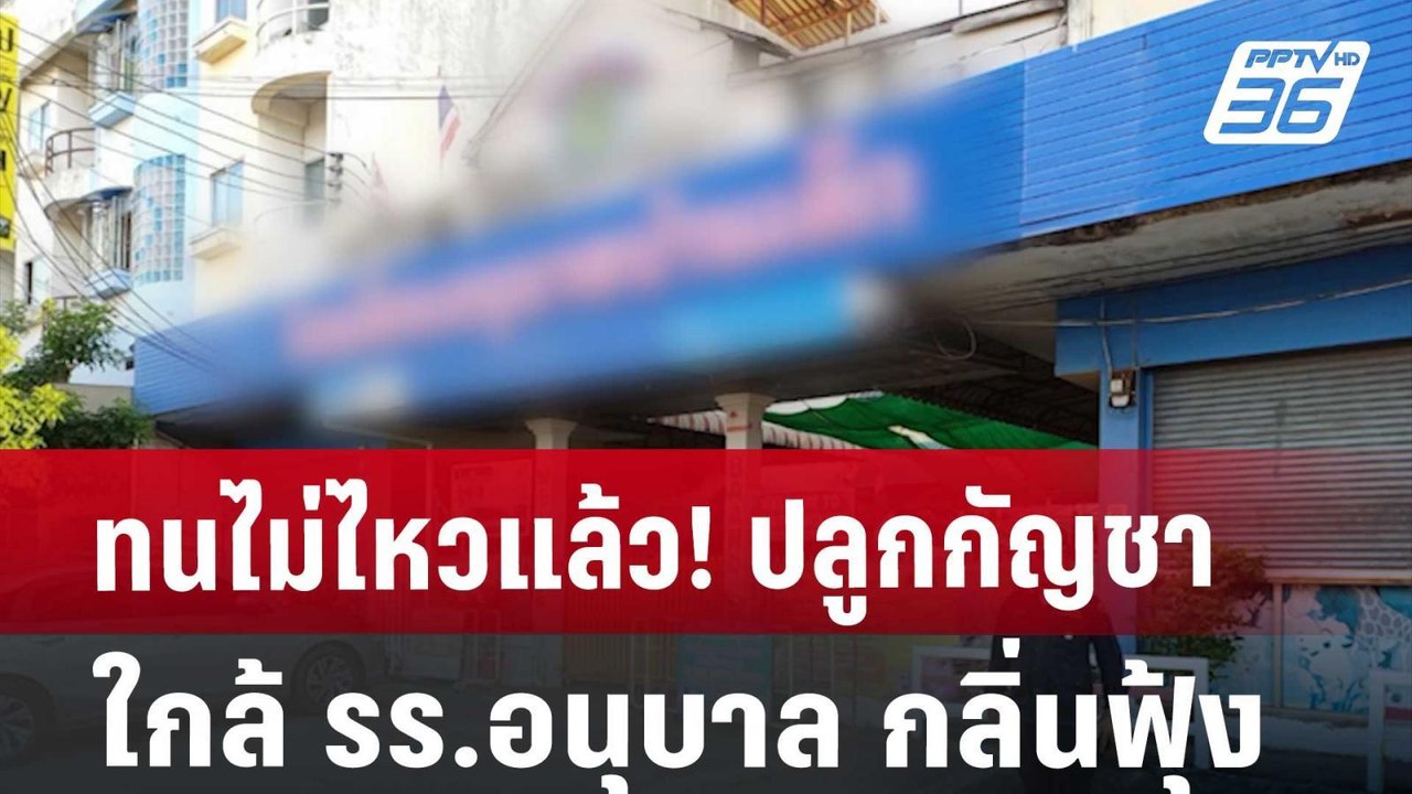 ทนไม่ไหวแล้ว! ปลูกกัญชาใกล้ รร.อนุบาล กลิ่นฟุ้ง...