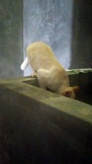 kucing yang lagi minum