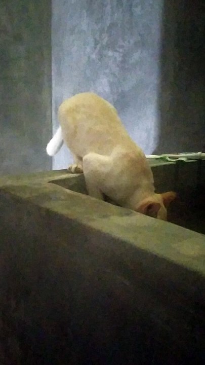 kucing yang lagi minum