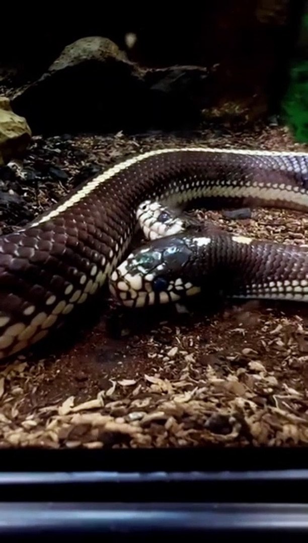 ⁣unique two headed snake/animals lovers?pets