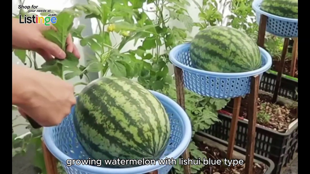 Planting Watermelons in narrow land