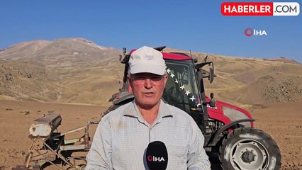 2600 rakımda buğday ekimi