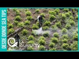¿Golpe a la producción de coca?: Colombia podría aprobar ley que prohíba uso del glifosato