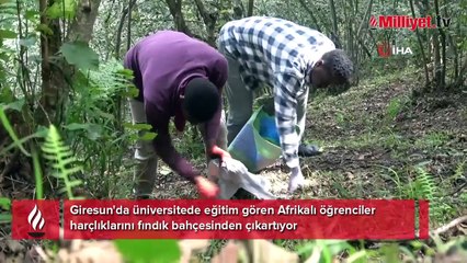 Yer: Giresun! Afrikalı öğrencilerin fındık mesaisi