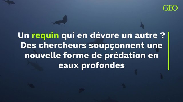 Un requin qui en dévore un autre ? Des chercheurs soupçonnent une nouvelle forme de prédation en eaux profondes