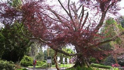 DYB: Taking care of the European tree of the year