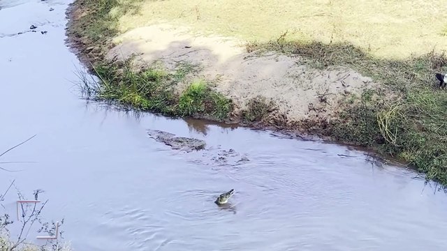 Kartal, timsahın yemeğini çalarken geri kaptırdı