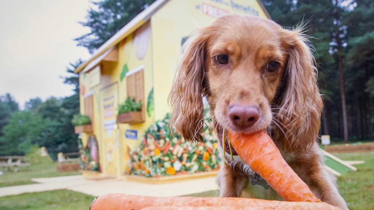 Seven in 10 dog owners care more about their pet’s health than their own