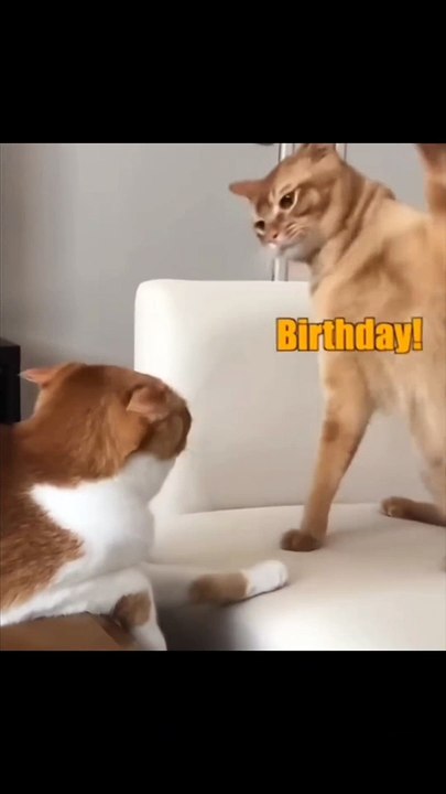 Birthday smacks #voiceover #funnymoments #funnyanimals #funnycats #cats #catlover #crazycat #cat #crazy #...birthdaycake #birthdaypresent #birthdayspanking #smack #kittysmack #kitten #orangecat #fyp #fypシ #foryoupage #explore #ex