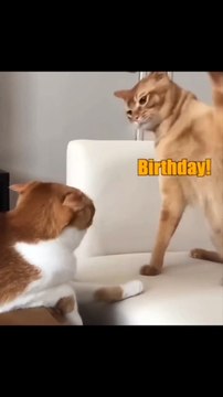 Birthday smacks #voiceover #funnymoments #funnyanimals #funnycats #cats #catlover #crazycat #cat #crazy #...birthdaycake #birthdaypresent #birthdayspanking #smack #kittysmack #kitten #orangecat #fyp #fypシ #foryoupage #explore #ex