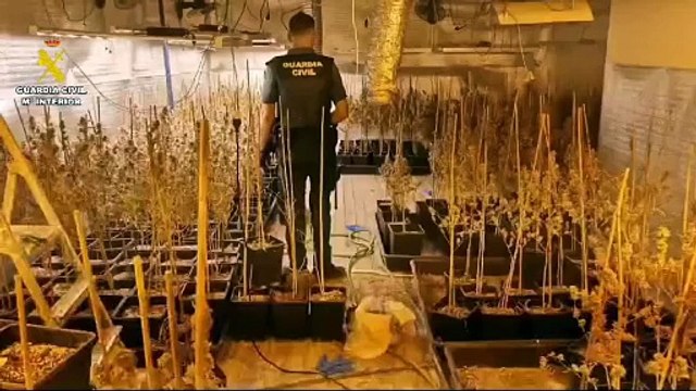La Guardia Civil desmantela una plantación de marihuana en Peñafiel