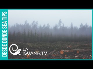 Alarmante: La tierra ha perdido el 15% de su vegetación en los últimos 50 años por la deforestación