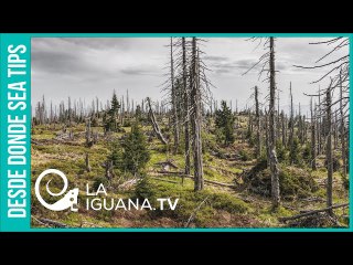 Escalofriante : Solo en 2020 en Argentina se perdieron 400.000 hectáreas de bosque nativo