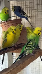 #trending #viral #usa #shortvideo #baby #parrot #parrotlover #parrottalking